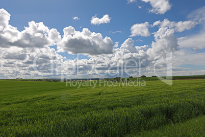 Spring landscape with green fields and meadows