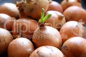 Zwiebel treibt  aus, Onion sprouting