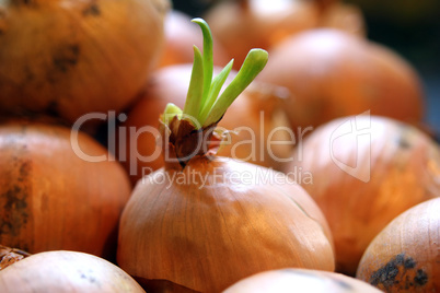 Zwiebel treibt  aus, Onion sprouting
