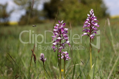Orchis Militaris - Purple orchid on a Meadow. Rare, endangered species.