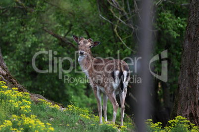 A deer in the forest looks at the camera