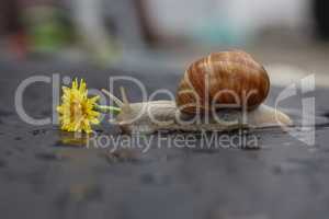 Grape snail slowly crawling on a flat surface