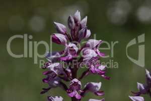 Orchis Militaris - Purple orchid on a Meadow. Rare, endangered species.