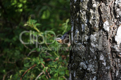 Eurasian Nuthatch sits on a birch trunk