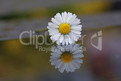 White chamomile flower and its reflection in the water