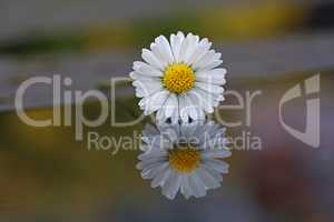 White chamomile flower and its reflection in the water