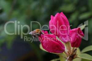 Shaggy bumblebee on a red rhododendron flower