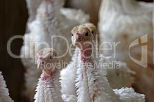 Young turkeys. Production process in a poultry company