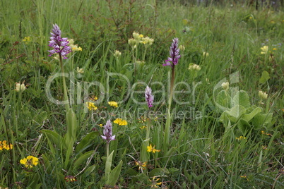 Orchis Militaris - Purple orchid on a Meadow. Rare, endangered species.