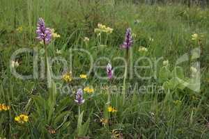 Orchis Militaris - Purple orchid on a Meadow. Rare, endangered species.