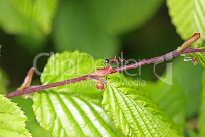 The ant is crawling on the plant