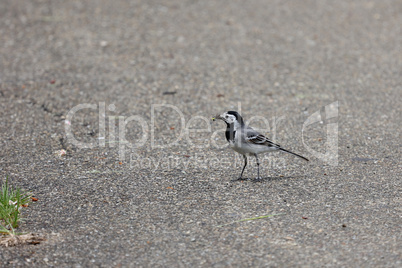 Wagtail with a worm in its beak
