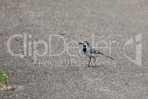 Wagtail with a worm in its beak