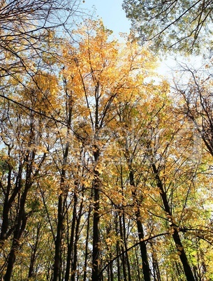 trees in autumn