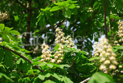 chestnut at spring