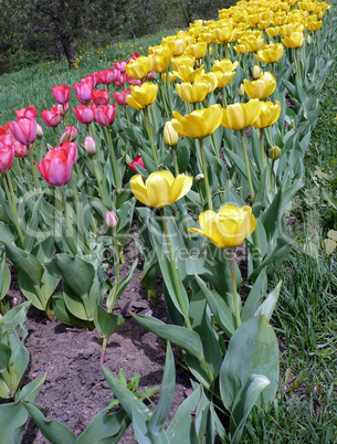 red and yellow tulip at spring