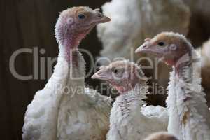 Young turkeys. Production process in a poultry company