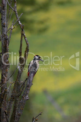 Spotted woodpecker sits on the branches of a tree