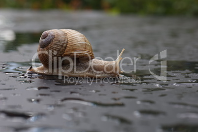 Grape snail slowly crawling on a flat surface