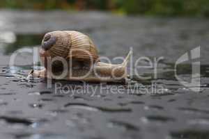 Grape snail slowly crawling on a flat surface