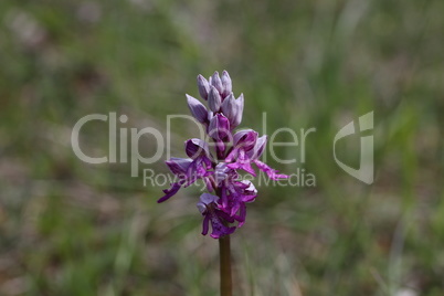 Orchis Militaris - Purple orchid on a Meadow. Rare, endangered species.