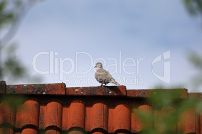 A wild pigeon sits high on the roof