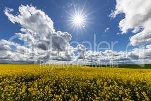 Rapeseed field on a clear sunny day