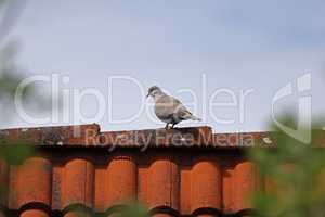 A wild pigeon sits high on the roof
