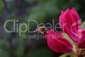 Shaggy bumblebee on a red rhododendron flower