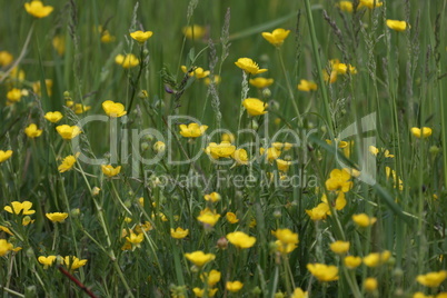 Field of spring flowers and sunlight. Ranunculus ficaria in park close up