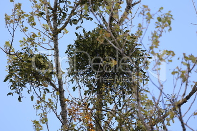 Viscum album - mistletoe on trees in early spring