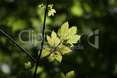 Green leaves in the forest illuminated by bright sunlight