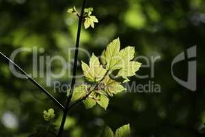 Green leaves in the forest illuminated by bright sunlight