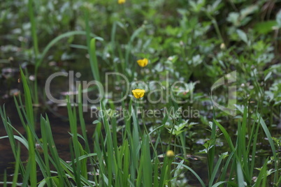 Field of spring flowers and sunlight. Ranunculus ficaria in park close up