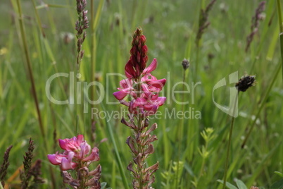Onobrychis blooms in the meadow under wild grass