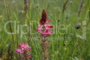 Onobrychis blooms in the meadow under wild grass