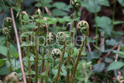 Young shoots of ferns in the forest in spring