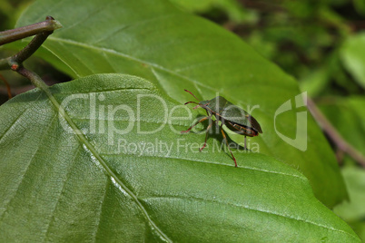 Palomas prasina - Green shield bug on green leaves