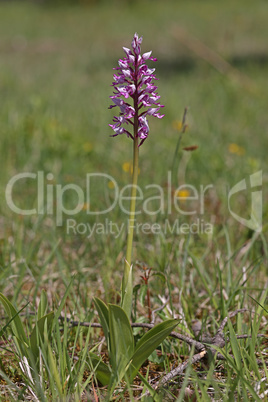 Orchis Militaris is a purple orchid in a meadow.