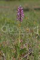 Orchis Militaris is a purple orchid in a meadow.