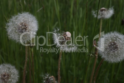 Dandelion white seeds closeup on blurry grass background