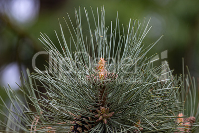 Blooming pine tree in the forest in spring