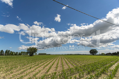 Countryside corn field 6