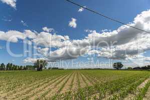 Countryside corn field 6