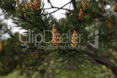 Blooming pine tree in the forest in spring