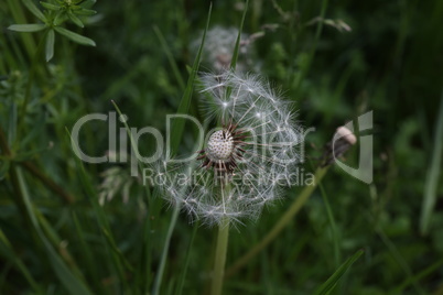 Dandelion white seeds closeup on blurry grass background