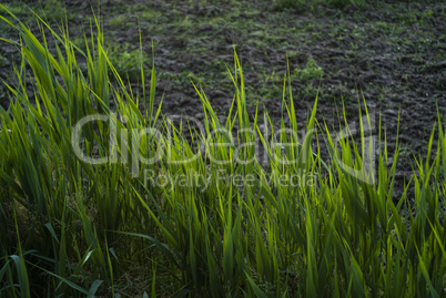 Ditch grass detail