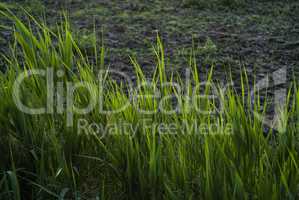 Ditch grass detail