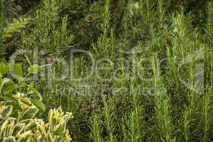 Rosemary plant detail 2