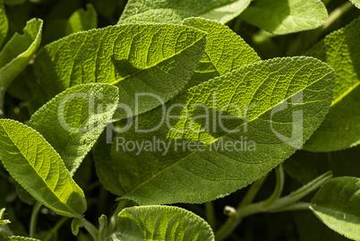 Sage leaves detail